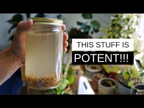 How to Control Fungus Gnats with BTI | Soak and Splash Method