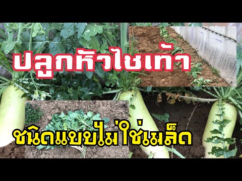 หย่อนสมรรถภาพทางเพศ 55 ปี หญิงเชื้อโรคหยดดำเนินการอย่างรวดเร็ว