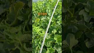 Download lagu 이웃농가 #성주참외 #농장생활 #자연농원 #성주군귀농귀촌연합회 #farming #주말농장 #농촌봉사활동 #맛집 #미스터트롯3 #엽산 #시골여행#여행 mp3