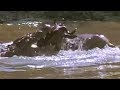 Crocodile Strikes Wildebeest Massive Nature BBC Earth