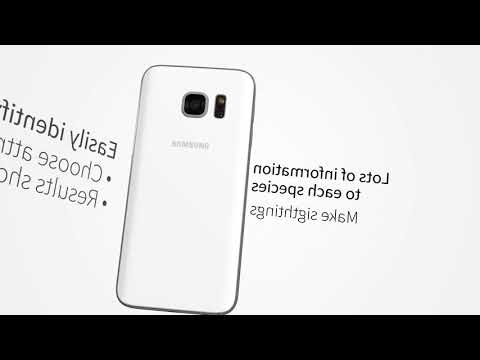 All Birds UK  - A Sunbird Fiel Video