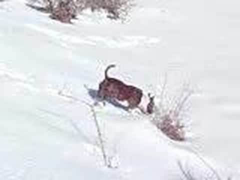 Amstaf - Ollie & snow