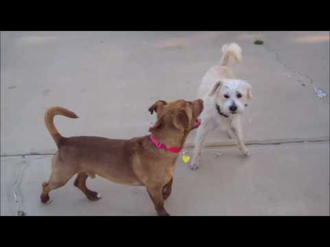Elliott - 29 lbs!  GREAT dog!  Read my bio!, an adopted Pit Bull Terrier & Corgi Mix in Pasadena, CA_image-1