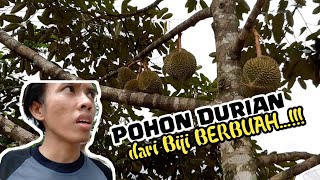 Download lagu CARA MEMBUAHKAN POHON DURIAN dari BIJI ...TERBUKTI !!! mp3