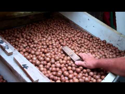 Macadamia nuts with clyde