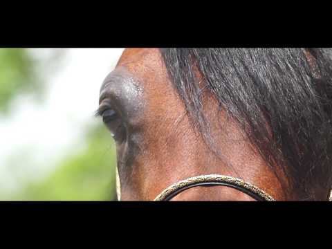 Pistolero Promo Video