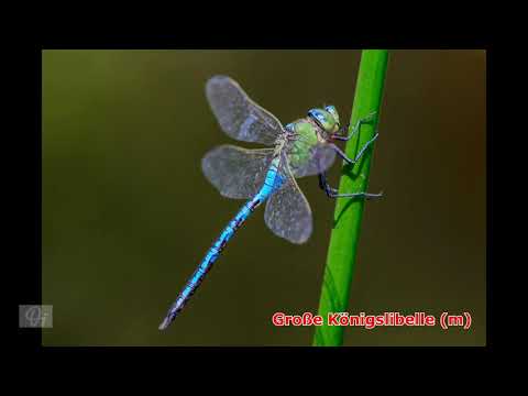 Foto Film 46   Insekten   Libellen   Teil 1   2020