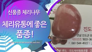 체리재배 성공의길 최초공개    ㅡ신품종체리 브룩스 리뷰ㅡ