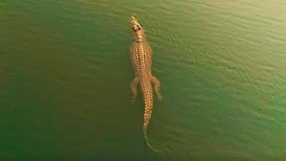 Relaxing Rivers with Lions, Crocodiles and More | ﻿﻿Earth's Great Rivers II | BBC Earth
