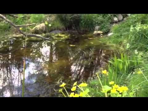 Build Your Own Wildlife Pond