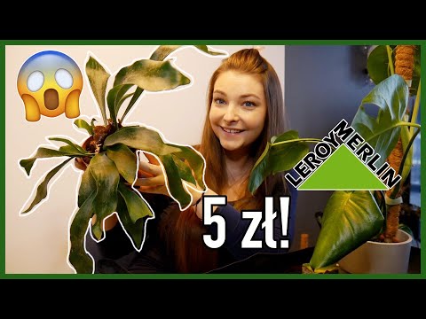ŁOSIE ROGI ZA 5 ZŁ ! nowa begonia i philodendron na straty..