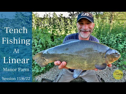 Tench Fishing At Linear Fisheries - Manor Farm - 11/6/22 (Video 324)