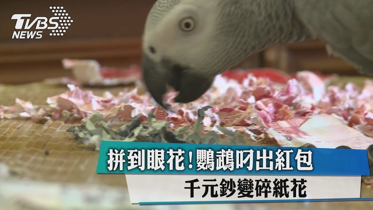 拼到眼花!鸚鵡叼出紅包 千元鈔變碎紙花
