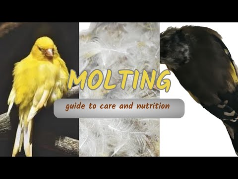 Canary Molting:  Guide to Care and Nutrition