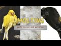 Canary Molting Guide To Care And Nutrition