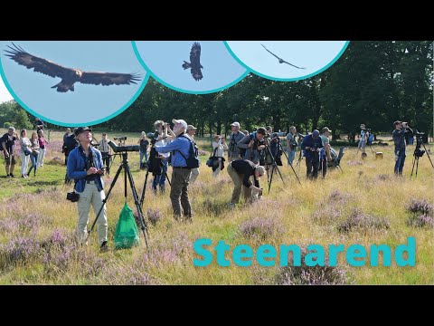 5 september 2021 - Steenarend & Lammergier - Hoge Veluwe, Reemst