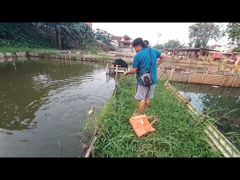 ngurek-belut-dapat-bawal