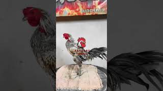 Download lagu AYAM PAMA IQ!!! mp3