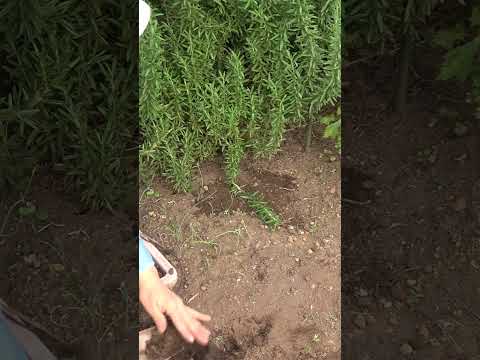 ローズマリーが白くなるのはなぜですか?この葉についている白い粉は何ですか？そして、どうすればそれを取り除くことができますか？  庭園