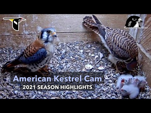 2021 American Kestrel Cam Season Highlights | Cornell Lab | Raptor Resource Project