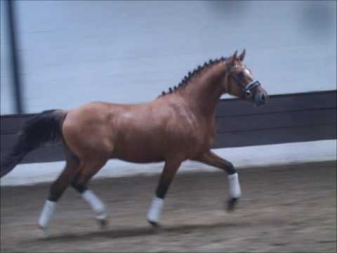 PAV NEUNMALKLUG 2j. DR Hengst v. Nemax - FS Don't Worry