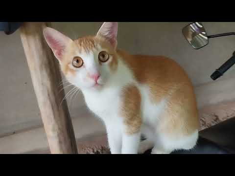 Baby Tanvi and Dinku cat.! @Nakshatranerale