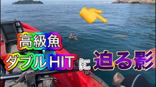 高級魚の泳がせ釣り⁉︎オオモンハタ爆釣‼︎