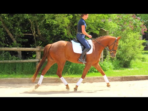 QUANTENSPRUNG - Tochter, geb. 2017, FOR SALE