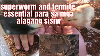 busugin sa sustansya ang ating alagang manok sa pamamagitan ng pagpapakain ng superworms at termites