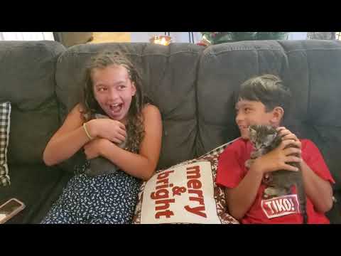 Christmas Presents Surprise-Kittens. Sophia doesn't realize she's keeping the kitten... Austin does