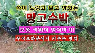 [텃밭농부 2,253]  속이 노랗고, 달고 맛있는 망고수박. 모종 키워서 정식하는 방법! #망고수박재배