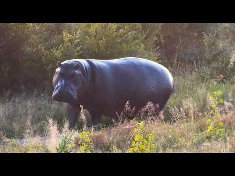 Hippo returns from feeding in the light of the rising sun 2/23/26