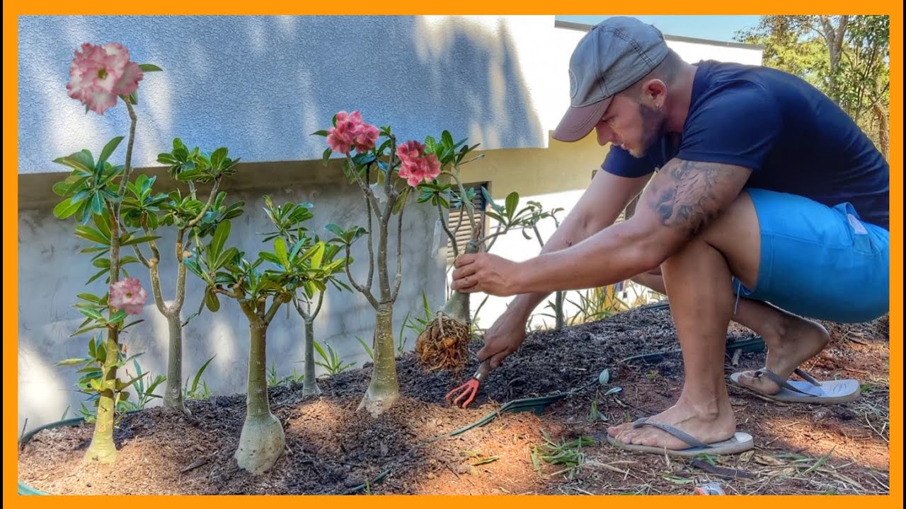 DOES IT WORK? I PLANTED my DESERT ROSES ON THE GROUND | Henrique Buttler