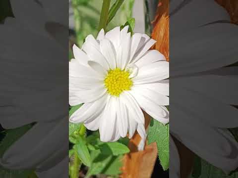 #speedsong #dance #music #nature #flowers #love #naturephotography #garden