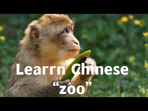 Efficient training of Chinese listening - zoo  Beginner-intermediate Level  ｜Beijing dMandarin