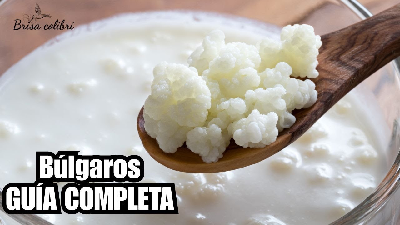 Cuidados de los BÚLGAROS DE LECHE