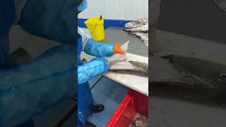 Van hele vis naar verse filet – vakkundig gefileerd