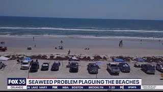 How long will seaweed last