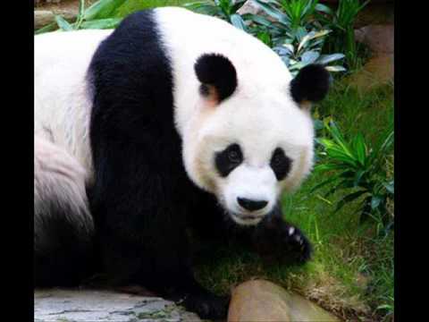 Video thumbnail for Taste A Panda’s Ass