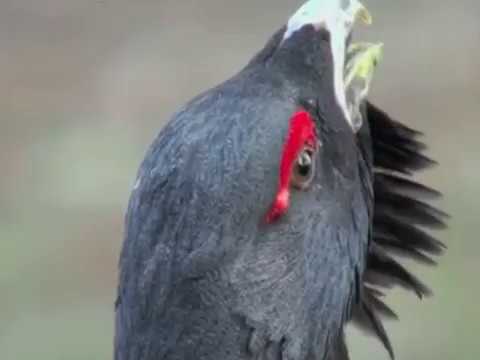 Rackelhahn Friends Intro