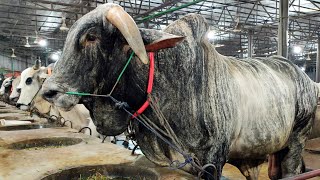 Download Lagu cow unloading, cow videos, cow video, big cow, goru hamba cow, Ep - 74 Thumbnail
