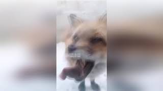 15 минут ОТБОРНЫХ ПРИКОЛОВ про животных до слез 2019 года - FUNNY PETS 2019!!!