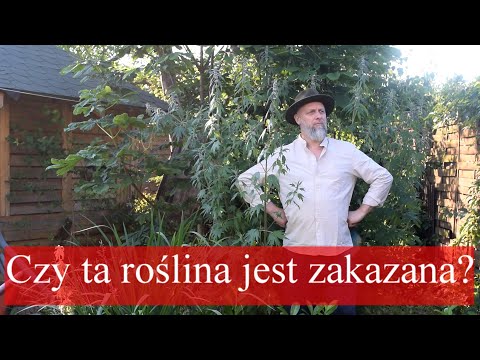 To zioło przerosło moje oczekiwania. Silnie uspokaja ale czy warto?