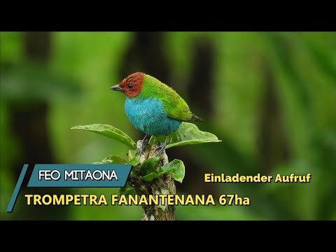 Chorale Trompetra Fanantenana 67 ha - FEO MITAONA  (Einladender Aufruf)