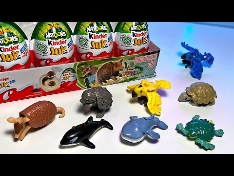 Animals - Armadillo, Whale, Orca, Hedgehog, Sea Turtle, Giant Tortoise, Macaw