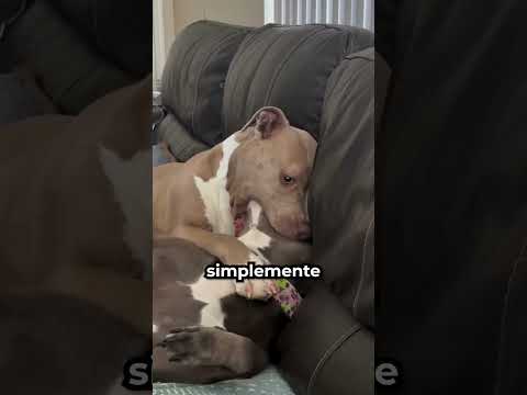 Todos pensaban que este perro iba a ser devorado 😳