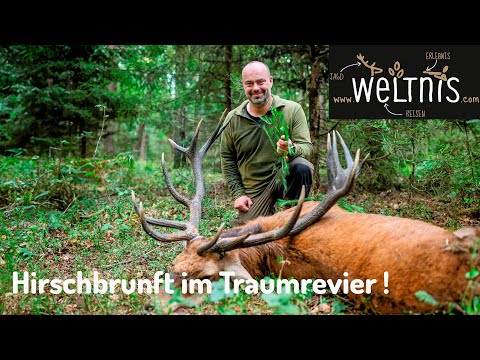 Besser geht Hirschbrunft nicht! Traumrevier!!!