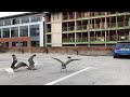 Seagull Fight