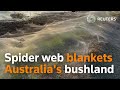 Spider Invasion Leaves Australian Region Covered in Silk Web - Nerdist