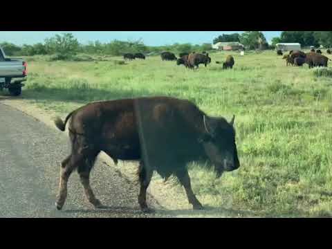 Bison Herd